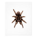 Tarantula Custom Invite