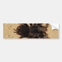 Tarantula Photo Bumper Sticker