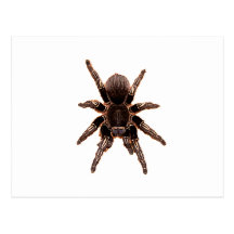 Tarantula Postcard