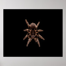 Tarantula Print
