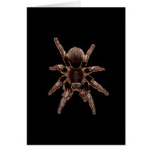 Tarantula Spider Cards