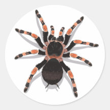 Tarantula Sticker