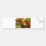 Tarsier1.jpg Bumper Sticker