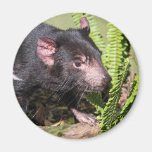 Tasmanian Devil, Australia Magnets