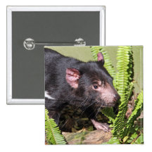 Tasmanian Devil, Australia Pinback Buttons