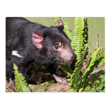 Tasmanian Devil, Australia Post Cards