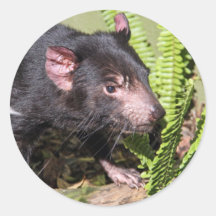 Tasmanian Devil, Australia Round Stickers