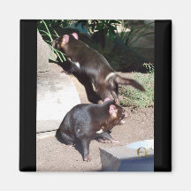 Tasmanian Devil Magnet