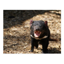 Tasmanian Devil Post Card