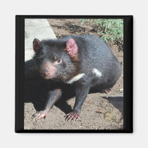 Tasmanian Devil Refrigerator Magnets
