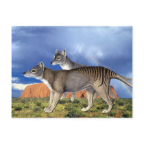 Tasmanian Tiger Postcards