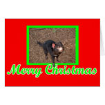 Tassie Devil Cards