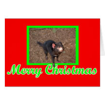 Tassie Devil Cards