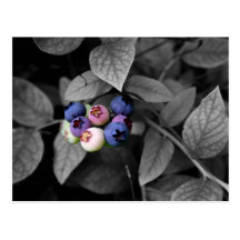 Tasteful Colours Postcard
