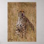 Tasty Lip Cheetah Poster