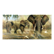 Taureaux Photocards d'éléphant Carte Avec Photo