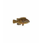 Tautog Illustration t-shirts