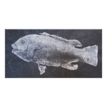 Tautog Photo Card