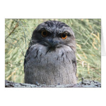 Tawny Frogmouth Card