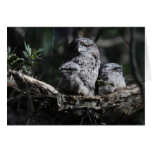 Tawny Frogmouth mother with babies Card