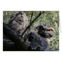 Tawny Frogmouths Greeting Card