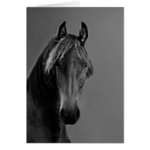 Tawny horse cards
