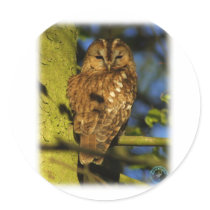 Tawny Owl 8T014D-17 Round Stickers
