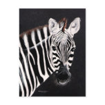 Taylor's other Zebra by DiDi Postcards
