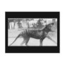 tazmanian tiger post cards
