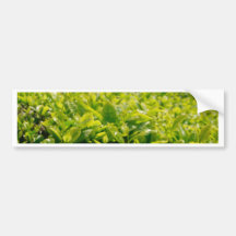 Tea gardens bumper stickers