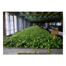 Tea Leaves Withering, Sri Lankan Tea Estate Shed Cards