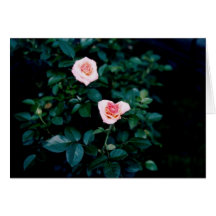 Tea Roses Card