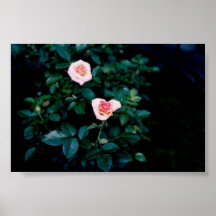 Tea Roses Poster