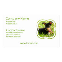 Teacup Chihuahua  Business Card.