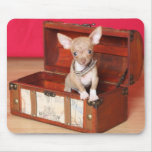 Teacup chihuahua in box mouse pad