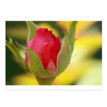 Teacup Rosebud Postcard