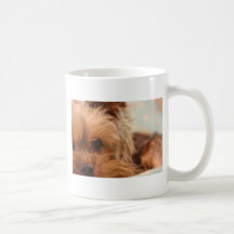 teacup yorkie puppy mugs