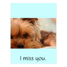 teacup yorkie puppy post cards