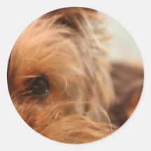teacup yorkie puppy round sticker