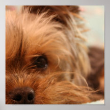 Teacup Yorkshire Puppy Posters
