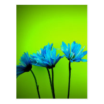 Teal Turquoise Daisies on Lime Green Flowers Gifts Postcard