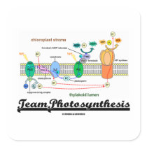 Team Photosynthesis (Light-Dependent Reactions)