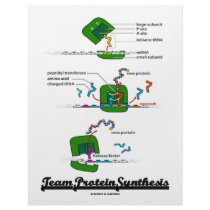 Team Protein Synthesis (Biology)