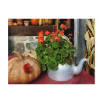Teapot Filled With Geraniums