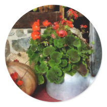 Teapot Filled With Geraniums