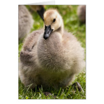 Tearful Gosling Greeting Cards