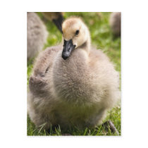 Tearful Gosling Postcards