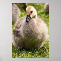 Tearful Gosling Print