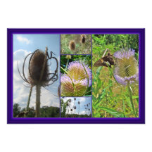 Teasel Thistle - Dipsacus fullonum Art Photo