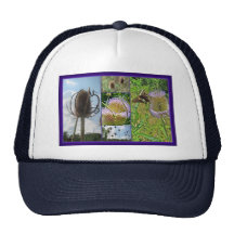 Teasel Thistle - Dipsacus fullonum Hats